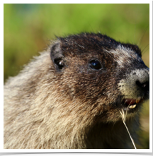 Marmot - Chewing